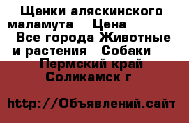 Щенки аляскинского маламута  › Цена ­ 15 000 - Все города Животные и растения » Собаки   . Пермский край,Соликамск г.